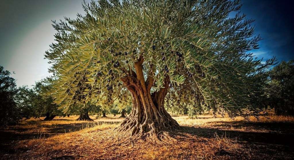 COMO EL OLIVO